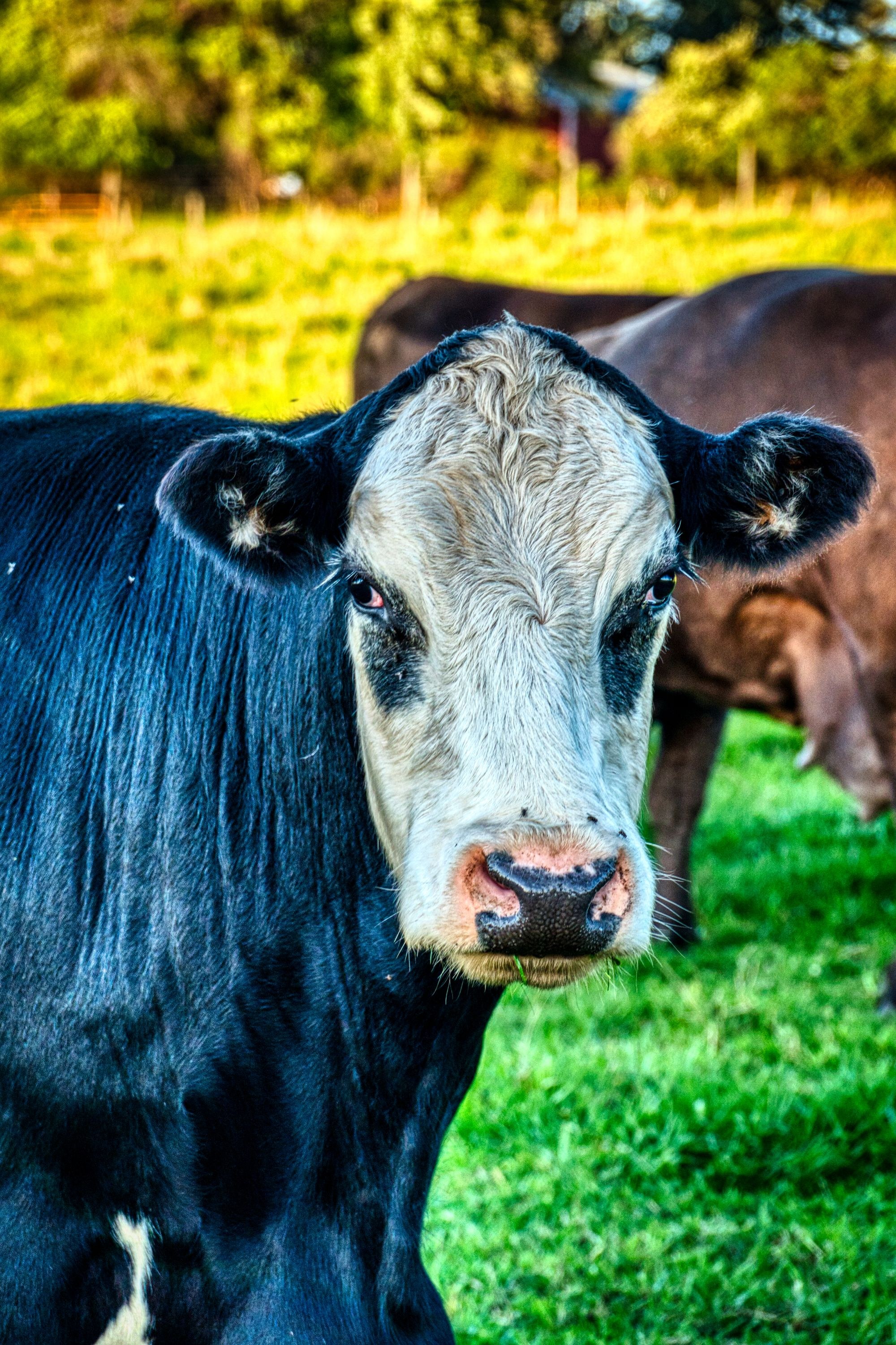 Animal Feed ingredient applications
